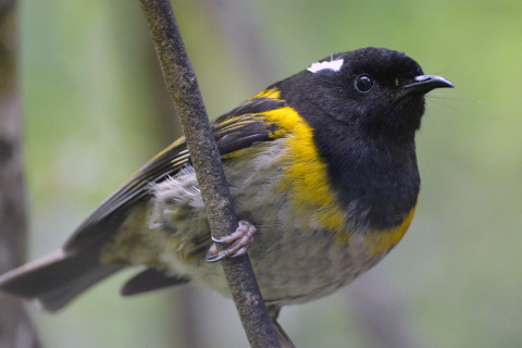 Hihi, photo by Abi Low