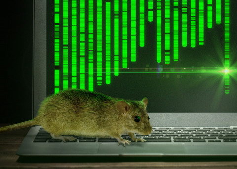 Ship rat & coding