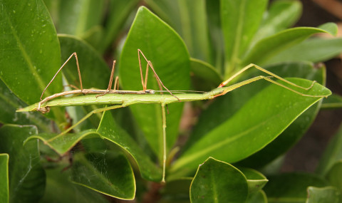 The complexity of stick insect genomes and why it could help New ...