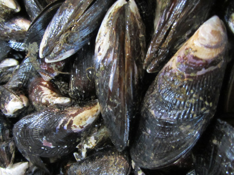 No To Rourou-mussels