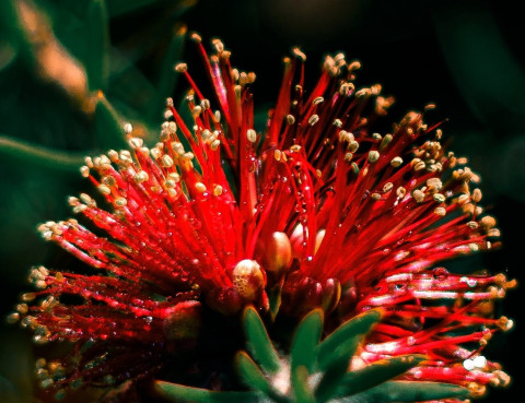 Pouhutukawa