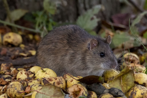 Rattus norvegicus