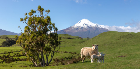 sheep and lambs, countryside