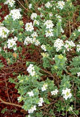 Pimelea eremitica, low lying green shrub with small white flowers