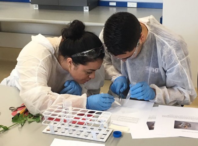 SING Aotearoa lab work