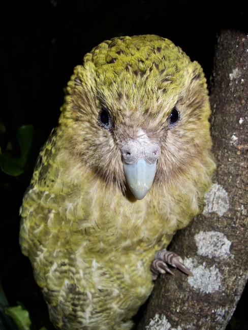 Kakapo