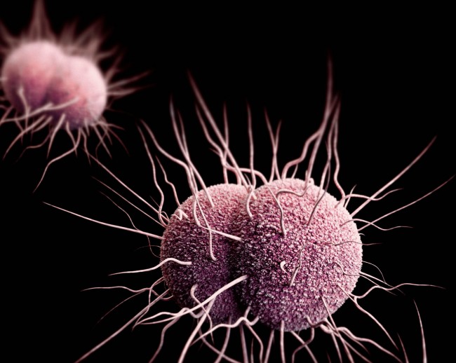 N gonorrhoeae
