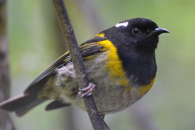 Hihi, photo by Abi Low