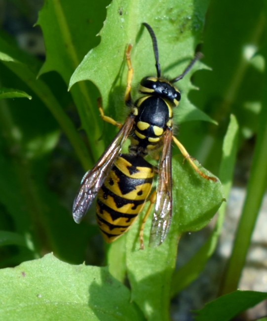 German wasp (Vespula germanica)