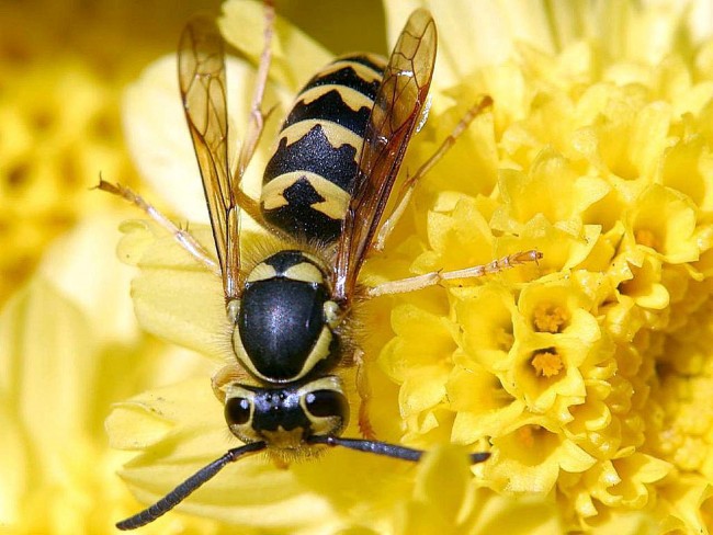 Western yellowjacket (Vespula pensylvanica)